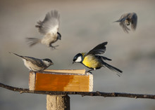 Birds Eating Seed From Bird Feeder