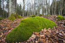 Forest With Big Stones With Moss