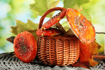Fototapete - red amanitas in basket, on green background
