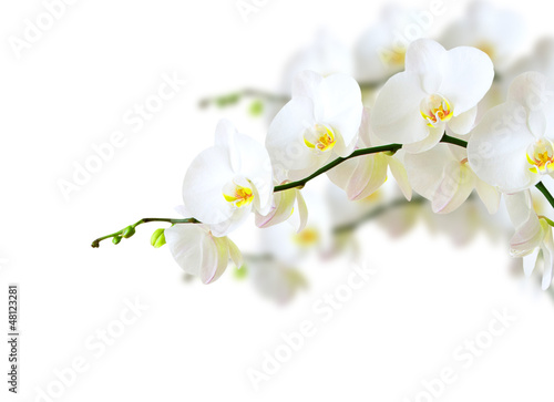 Dekoracja na wymiar  orchidea