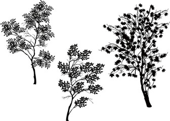 Wall Mural - three trees silhouettes isolated on white
