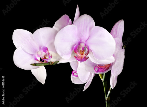 Board z aluminiowym obramowaniem Lekkie różowe kwiaty orchidei oddział na czarno