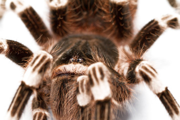 beautiful spider