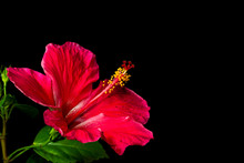 Close Up Of Red Hibiscus Flower