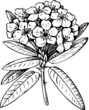 Flower rhododendron