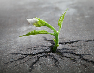 Little flower sprout  grows through urban asphalt ground