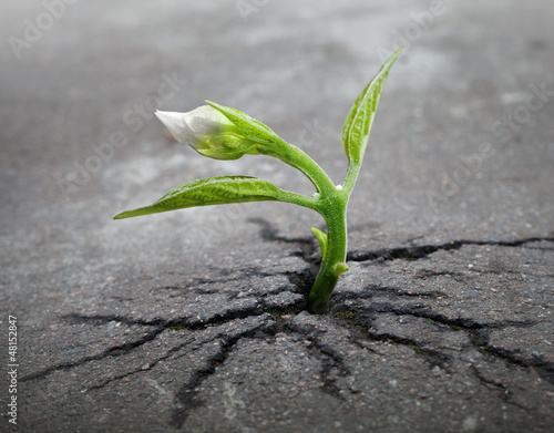 Foto-Stoffbanner - Little flower sprout  grows through urban asphalt ground (von evannovostro)