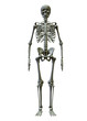 © McCarony - SKELETON - 3D