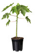 Young papaya tree in the plastic pot