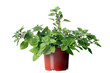 Oregano herb plant growing in the  pot