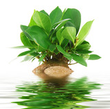 Fototapeta Tulipany - ficus bonsai riflesso in acqua