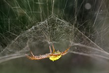 Yellow Orb Spider