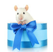 funny little rat in gift box, isolated on white