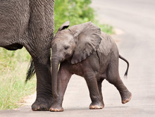 Young Elephant Walking With His Mother