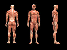 Mann, Anatomie Muskeln 3D
