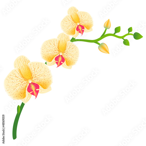 Plakat na zamówienie Illustration of realistic orchid. eps 10
