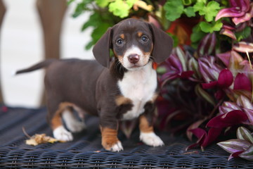 Wall Mural - Miniature Dachshund Puppy