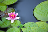 Pink waterlily