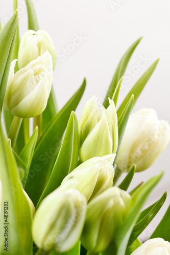 Tapeta ścienna Zielone tulipany