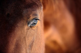 Fototapeta Konie - Horse eye