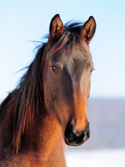 Fotoroleta wiejski łąka koń