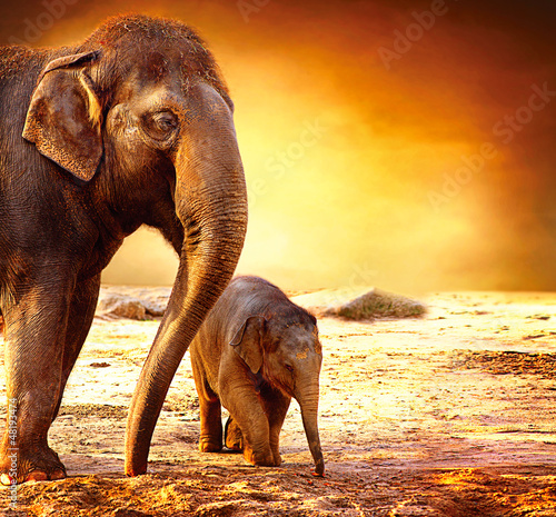 Fototapeta dla dzieci Elephant Mother and Baby outdoors