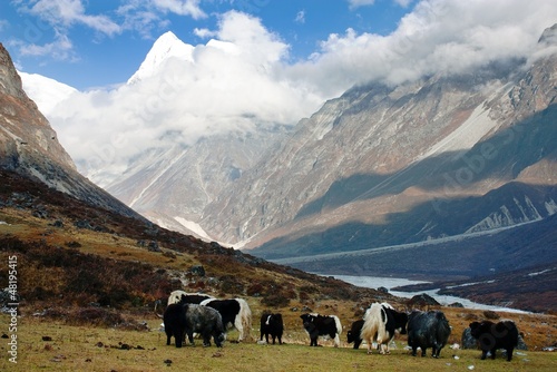 Board z aluminiowym obramowaniem Jaków w dolinie langtang z langshisha ri mout - nepal