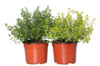 thyme and lemon-thyme herb plants in pots  isolated on white