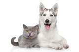 Fototapeta Koty - Cat and dog together on a white background