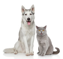 Cat And Dog Together On A White Background