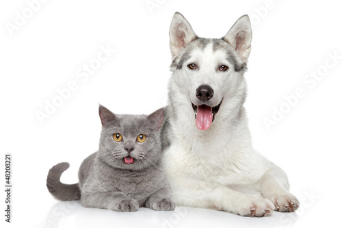 Fotografía Cat and dog together on a white background