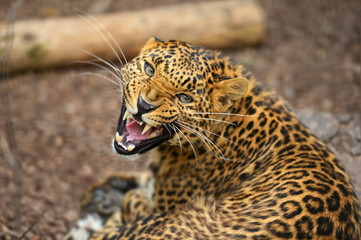 Wall Mural - Leopard