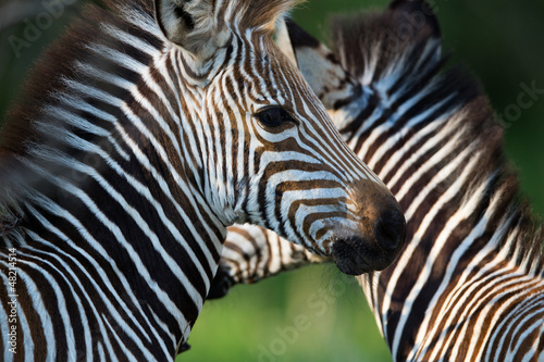 Plakat na papierze fotorealistycznym Zebra na sawannie
