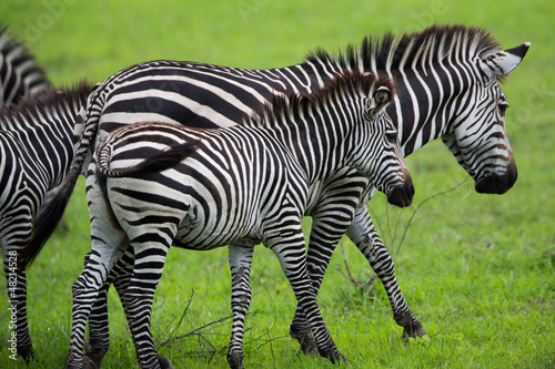 Plakat na papierze fotorealistycznym Zebra wypas na trawie