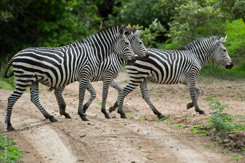 Plakat na papierze fotorealistycznym Zebra na sawannie