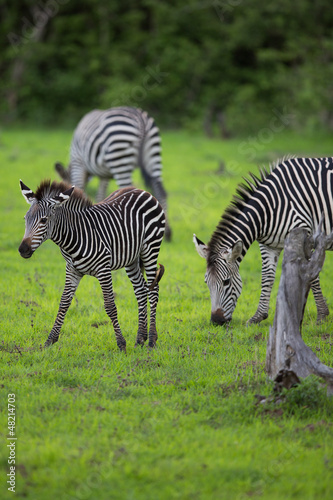 Plakat na papierze fotorealistycznym Stado zebra z łydką