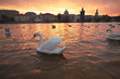 Group of swans on Vltava River in Prague