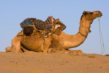 Wall Mural - Camel, India
