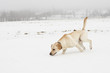 Yellow labrador retriever on snowy field