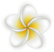 White plumeria (frangipani) flower.