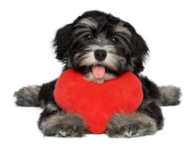 Lover Valentine Havanese Puppy Dog With A Red Heart