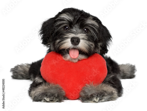 Fototapeta na wymiar Lover Valentine Havanese puppy dog with a red heart