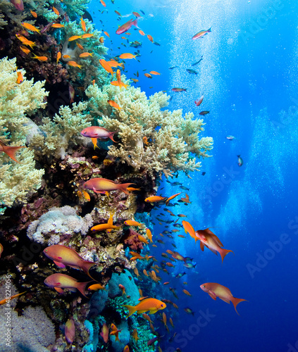 Naklejka na szybę Photo of coral colony