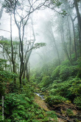 Nowoczesny obraz na płótnie Tropical Rain Forest