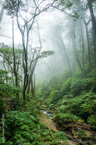 Naklejka - mata magnetyczna na lodówkę Tropical Rain Forest