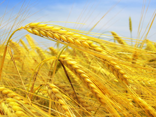 Yellow grain ready for harvest growing in a farm field