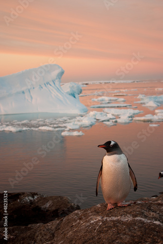 Plakat na papierze fotorealistycznym Gentoo pingwin (pygoscelis papua) o zachodzie słońca.
