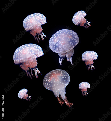 Plakat na papierze fotorealistycznym Meduza na czarnym tle