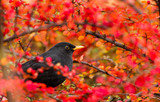 Fototapeta  - Common Blackbird (Turdus merula)