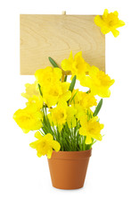Wood Sign With Daffodil Flowers / Empty Board For Your Text /  I